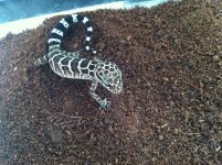 Pegu female 4.jpg