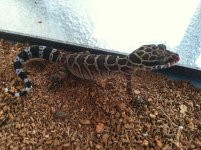 Pegu female 5.jpg