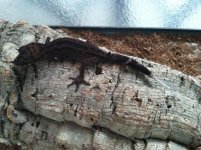 Female P. gracilis.jpg