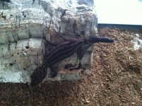 Male P. gracilis.jpg