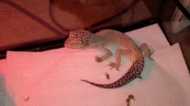IMG_00000742.jpg