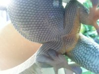 Female Gecko.jpg