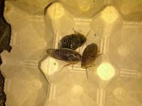 roaches.jpg
