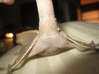 IMG_3568.jpg
