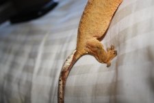 IMG_3703.jpg