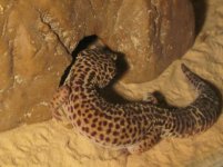 gecko 2.jpg