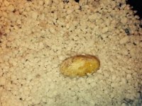 moldy egg.jpg