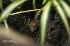 Flying gecko.jpg