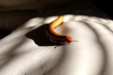 DSC_0010.jpg DSC_0010.jpg