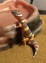 Randall1cropped.jpg