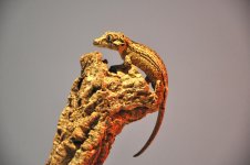 DSC_0807.jpg