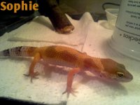 sophie 2.jpg