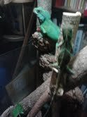 emerald and spike01.jpg