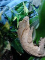 gecko.jpg