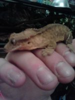 gecko03.jpg