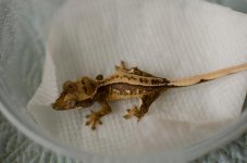 Gecko57.jpg