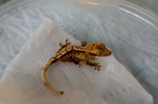 Gecko58.jpg