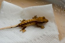 Gecko59.jpg