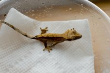 Gecko61.jpg
