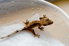 Gecko62.jpg