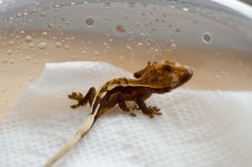 Gecko63.jpg