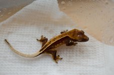 Gecko66.jpg