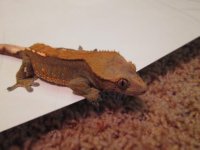 IMG_0362.jpg
