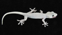 F1 Lucy_3DS8001LR.jpg F1 Lucy_3DS8001LR.jpg