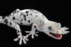 Pied F S&S (26)_3DS8529LR.jpg Pied F S&S (26)_3DS8529LR.jpg