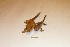 IMG_2999.jpg