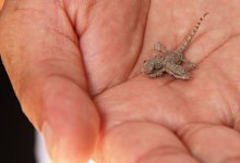 two-headed-gecko-the-phuket-newspaper-.jpg