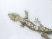 IMG_6764.jpg