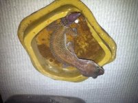 IMG_1131.jpg IMG_1131.jpg