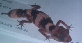 JohnboSmauglock cropped.jpg