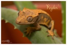 geckos-2972.jpg