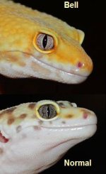 Ojo Normal Vs Bell.jpg Ojo Normal Vs Bell.jpg