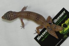 double tail.jpg