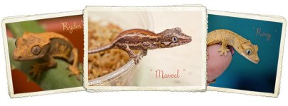 Gecko-Timeline.jpg