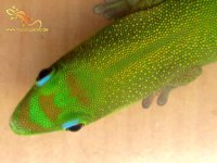 IMG_5077web_laticaudaNZ_nah_ns.jpg