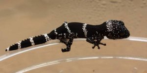 masobe_hatchling_2008.JPG