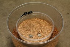 masobe_hatchling_2008_2.JPG
