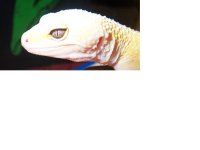 persephone-eyes.JPG