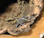 Gonatodes vittatus.jpg