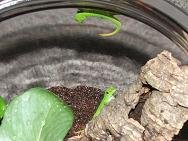 Neonate Giant Day Gecko Pics.jpg