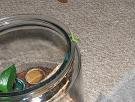 Neonate Phelsuma Sundbergi Pics Resized.jpg