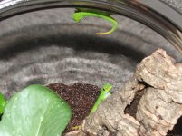 Neonate Giant Day Geckos Again.jpg