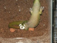 Grandis Egg Laying2 Resized.jpg