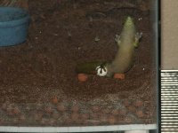 Grandis Egg Laying3 Resized.jpg
