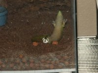 Grandis Egg Laying4 Resized.jpg