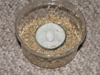 Chondrodactylus angulifer angulifer egg 2 Resized.jpg
